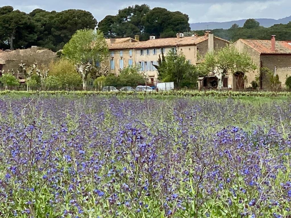 Peyriac-Minervois Le Relais D'Affiac Bed & Breakfast エクステリア 写真